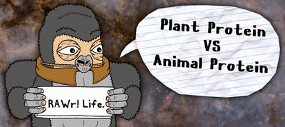 Plant Protein Vs Animal Protein